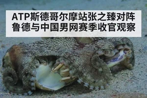 ATP斯德哥尔摩站张之臻对阵鲁德与中国男网赛季收官观察